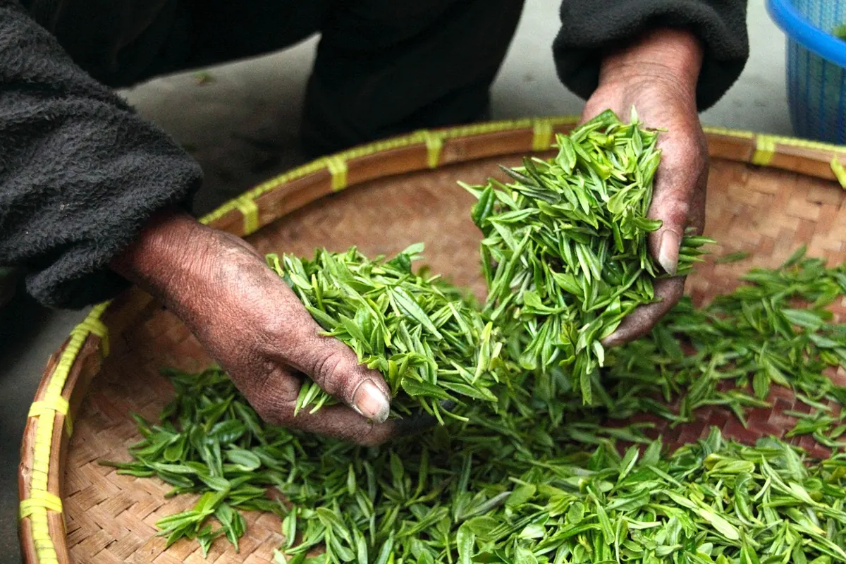 How to Brew Loose-Leaf Green Tea Without Bitterness: A Temperature and Timing Guide